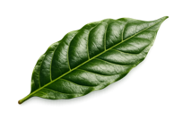 Hoja de café pequeña Hoja de café pequeña